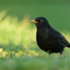 Kos cerny - Turdus merula - Eurasian Blackbird 0160